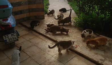 Mersin’de Örnek Davranış: Her Gün 30 Kediye Kendi İmkanlarıyla Bakıyor