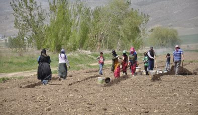 MEVSİMLİK TARIM İŞÇİLERİ TARLALARDA RIZIKLARINI ÇIKARIYOR