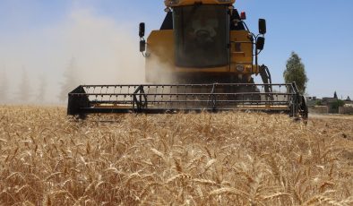 BÜYÜKŞEHİR BELEDİYESİ, 270 DEKARLIK ARAZİDE BUĞDAY HASADINA BAŞLADI