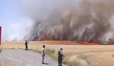 Diyarbakır’da Tarım Arazisinde Büyük Yangın: Bin Dönüm Ekin Kül Oldu