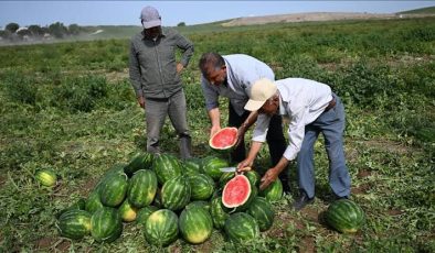 Şanlıurfa’da Karpuz Fiyatı Dibe Vurdu: Vatandaşlar Tezgahlara Akın Etti!