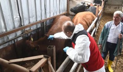 Bakanlıktan Şap Hastalığı Açıklaması: Et Tüketiminde Risk Bulunmuyor