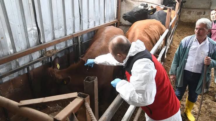 Bakanlıktan Şap Hastalığı Açıklaması: Et Tüketiminde Risk Bulunmuyor