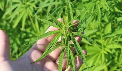 Tıbbi Kenevir Eczanelerde Satılacak: Yasal Düzenleme Meclis Gündeminde