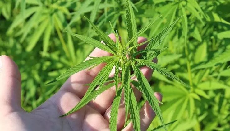 Tıbbi Kenevir Eczanelerde Satılacak: Yasal Düzenleme Meclis Gündeminde