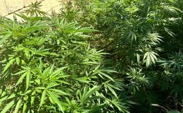 Şanlıurfa’da Narkotik Operasyon: 6 Şüpheliye Adli Kontrol