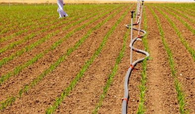 🌾 Mısır Ekimi, Hem Enerji Hem Su Kaynaklarını Zorluyor