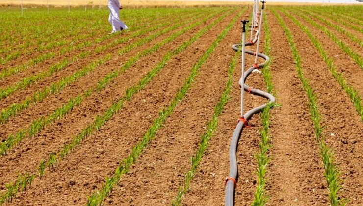 🌾 Mısır Ekimi, Hem Enerji Hem Su Kaynaklarını Zorluyor