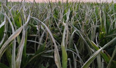 Siverek’te 30 Saattir Elektrik Yok: Çiftçiler Milletvekillerine Seslendi