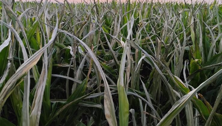 Siverek’te 30 Saattir Elektrik Yok: Çiftçiler Milletvekillerine Seslendi