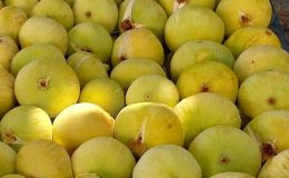 Mut’ta Beyaz İncir Hasadı Başladı: Kilosu 200 TL’den Satılıyor