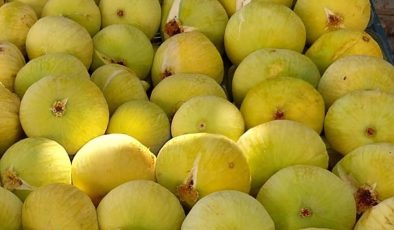 Mut’ta Beyaz İncir Hasadı Başladı: Kilosu 200 TL’den Satılıyor