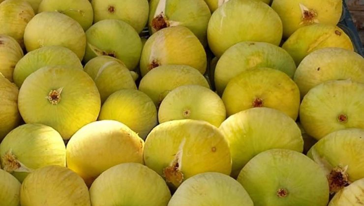 Mut’ta Beyaz İncir Hasadı Başladı: Kilosu 200 TL’den Satılıyor