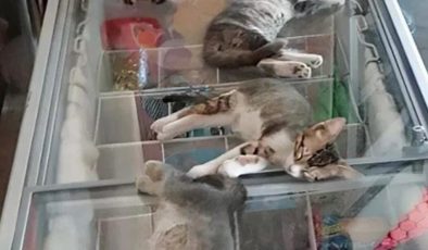 🐾 Diyarbakır Sıcağına Kediler de Dayanamadı: Serinliği Dondurma Dolabında Buldular