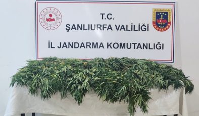 Şanlıurfa’da uyuşturucu operasyonu: 2 gözaltı