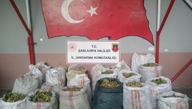 ŞANLIURFA’DA FISTIK HIRSIZLIĞINA 13 GÖZALTI