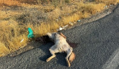 ŞANLIURFA’DA ARACIN ÇARPTIĞI ÇİZGİLİ ANADOLU SIRTLANI TELEF OLDU